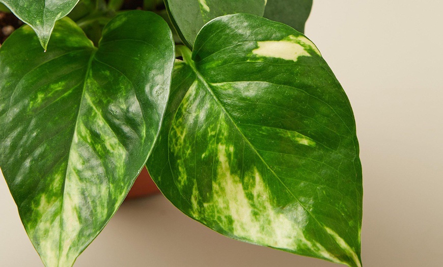 Image 4: Breathe Easier: Golden Pothos – Air-Purifying & Simple Care from House Plant Shop with Free Shipping Up to 15% Off