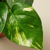Image 4: Golden Pothos in 4", 6", and 8" Sizes with Free Shipping – Air-Purifying & Simple Care Plant Up to 15% Off