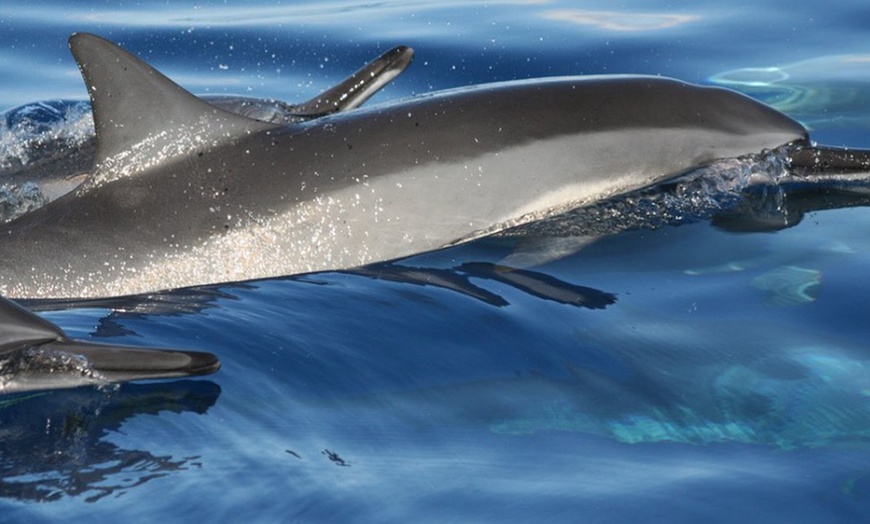 Image 7: Whale Watching at 1:00 PM – Tickets for Adults, Kids & Families