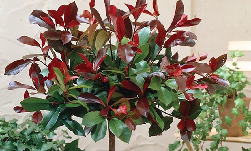 Image 11: Photinia 'Red Robin' - Standard Tree or Potted Plants