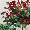 Image 11: Photinia 'Red Robin' - Standard Tree or Potted Plants