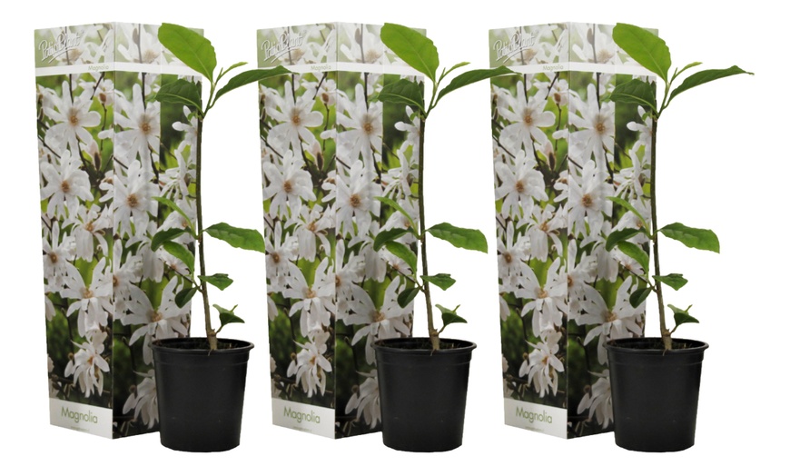 Image 2: 3er-Set Stern-Magnolien, Tulpen-Magnolie oder Magnolie „Susan