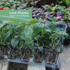Image 5: 5 or 10 Foxglove Candy Mountain Plug Plants