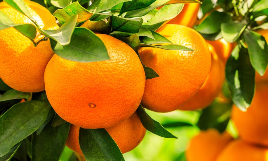 Image 2: Set van 4 of 8  Mediterrane boompjes van Rootz