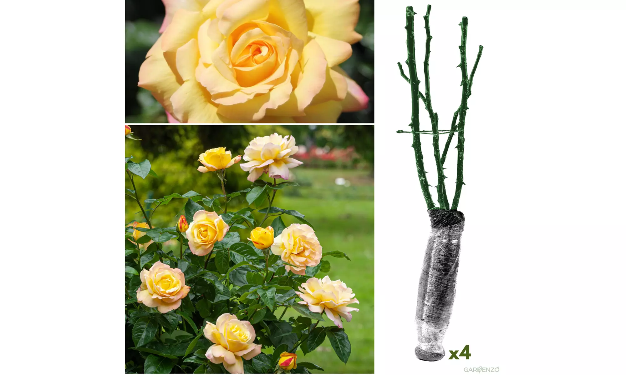 Set van 4 grootbloemige rozen van het