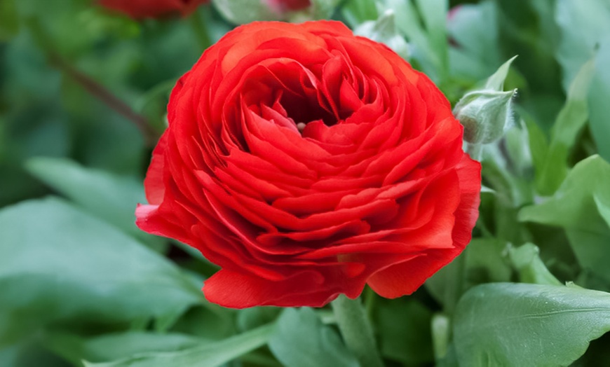 Image 5: Set van 80 ranonkelbollen van Rootz