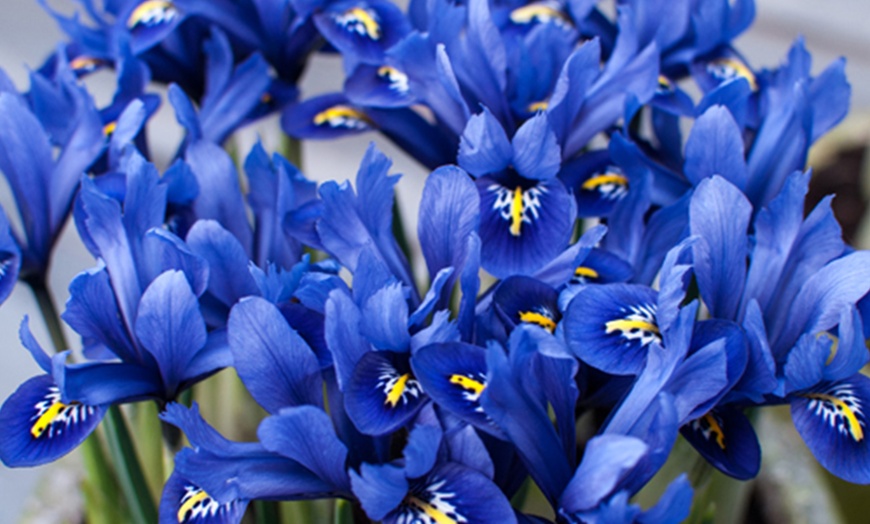 Image 1: 30 or 60 - Iris Reticulata ‘Blue’ Bulbs – Spring Flowering
