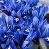 Image 1: 30 or 60 - Iris Reticulata ‘Blue’ Bulbs – Spring Flowering
