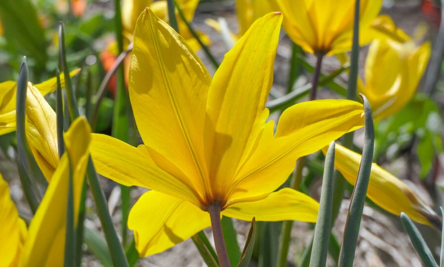Image 3: 20 or 40 Hardy Tulips 'Rock Garden' Mixed Spring Flowering Bulbs
