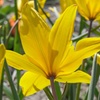 Image 3: 20 or 40 Hardy Tulips 'Rock Garden' Mixed Spring Flowering Bulbs