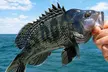 4-Hour 1PM Fishing w/ Rod in Sea Isle City, NJ for Up to 4 People with Starfish Fishing & Cruising LLC (Up to 40% Off) - Second Medium