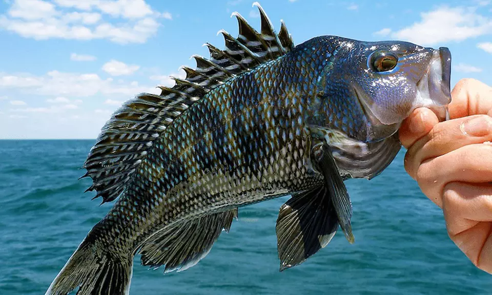 4-Hour Fishing Trip w/ Rod in Sea Isle City, NJ for 1, 2, or 4 People