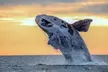 2 Hour Whale Watching Cruise on Oahu Coast - Spot Hawaii's Beautiful Marine Life! - Second Medium