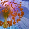 Image 3: Meconopsis Himalayan Blue Poppy