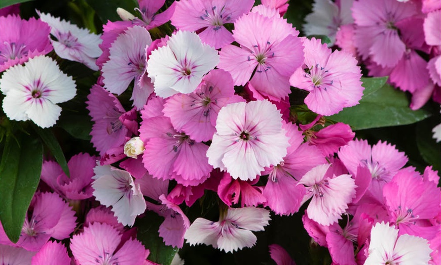 Image 2: 10 or 20 Sweet William Dianthus Dart Pink Magicia Plants