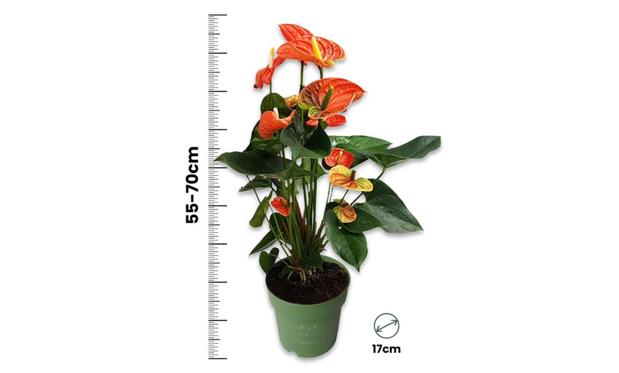 Image 20: Rootz — Plante d'intérieur tropicale Anthurium