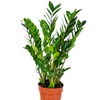 Image 5: Plant de Zamioculcas Zamiifolia