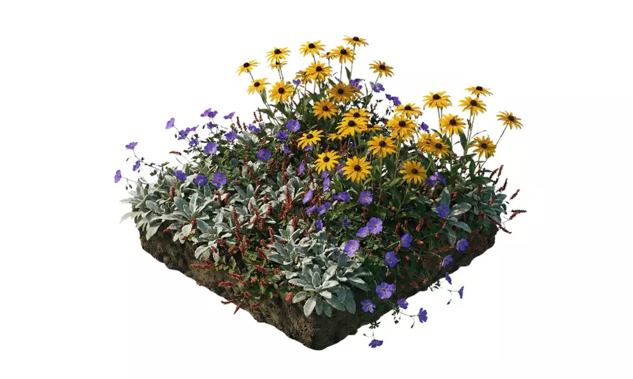 NatureNest 'Rosie'-borderpakket