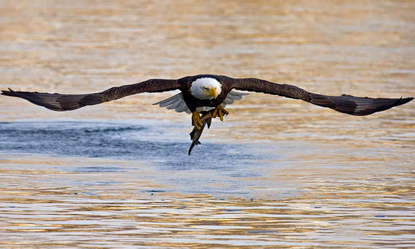 Swamp Eco Cruise & Walking Tour – 2-Hour Adventure for 1–6 People
