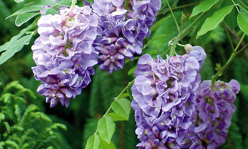 Image 3: YouGarden Wisteria Amethyst Falls