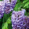 Image 3: YouGarden Wisteria Amethyst Falls