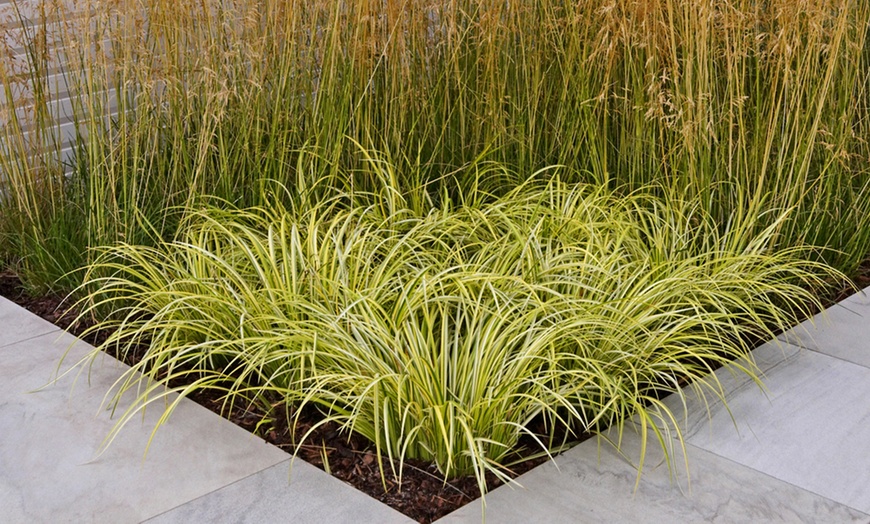 Image 1: Three-Litre Dwarf Sedge Grass