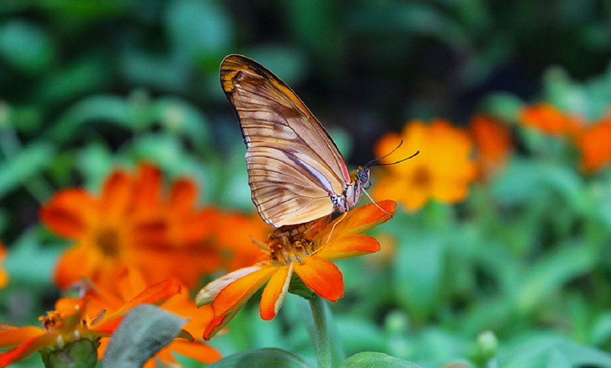 Image 6: Dubai Miracle Garden + Butterfly Garden Combo Tickets (For 1, 2, or 4)