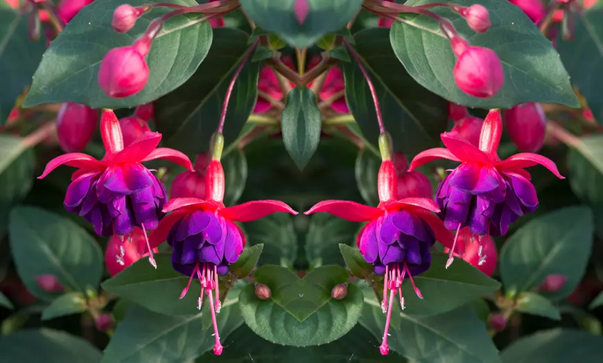 Image 9: 3, 9 or 18 Fuchsia Hardy Collection Postiplugs 