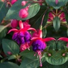 Image 9: 3, 9 or 18 Fuchsia Hardy Collection Postiplugs 