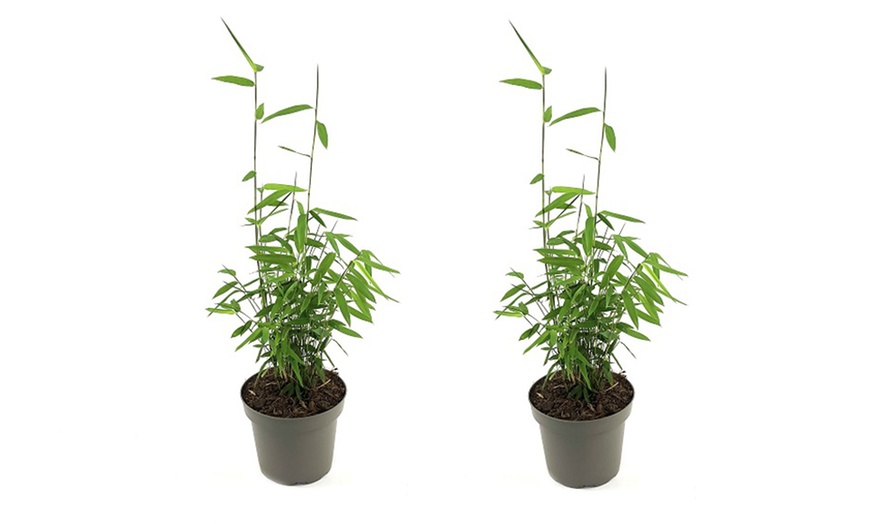 Image 6: Up to Three Bamboo 'Black Dragon' 10cm Potted Plants