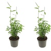 Image 6: Up to Three Bamboo 'Black Dragon' 10cm Potted Plants