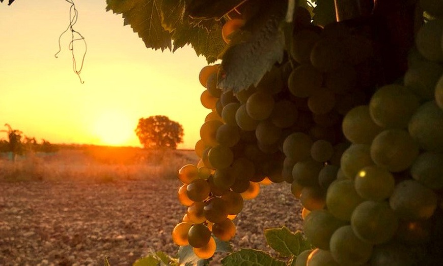Image 23: Visita guiada a bodega para 2 o 4 con cata de 3 vinos y aperitivo
