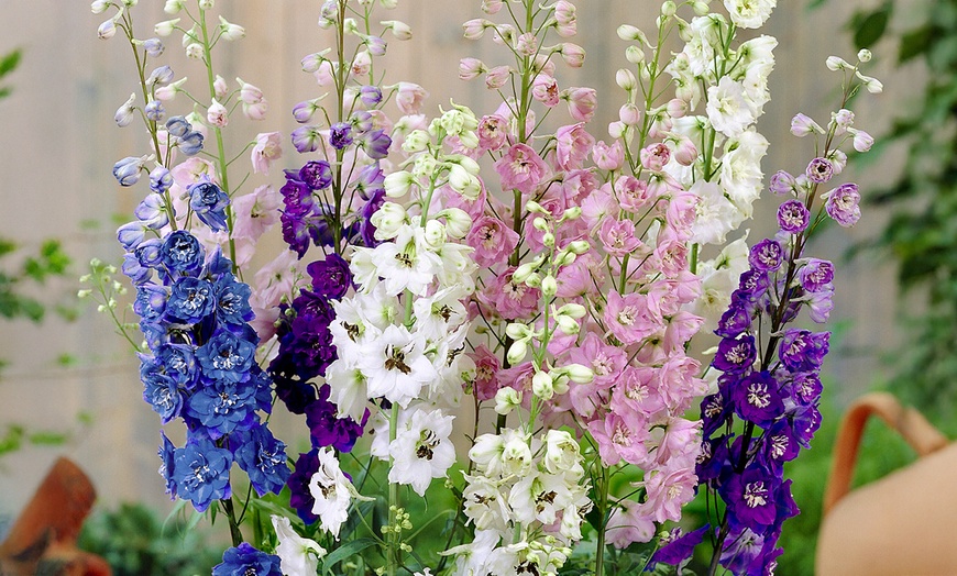 Image 1: Delphinium 'Magic Fountain' Established Plant