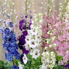 Image 1: Delphinium 'Magic Fountain' Established Plant