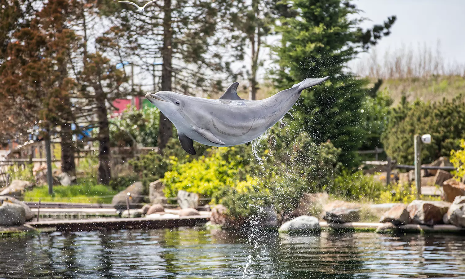 Einrittskarte "Dolfinarium" in Harderwijk, Niederlande für 1 Person