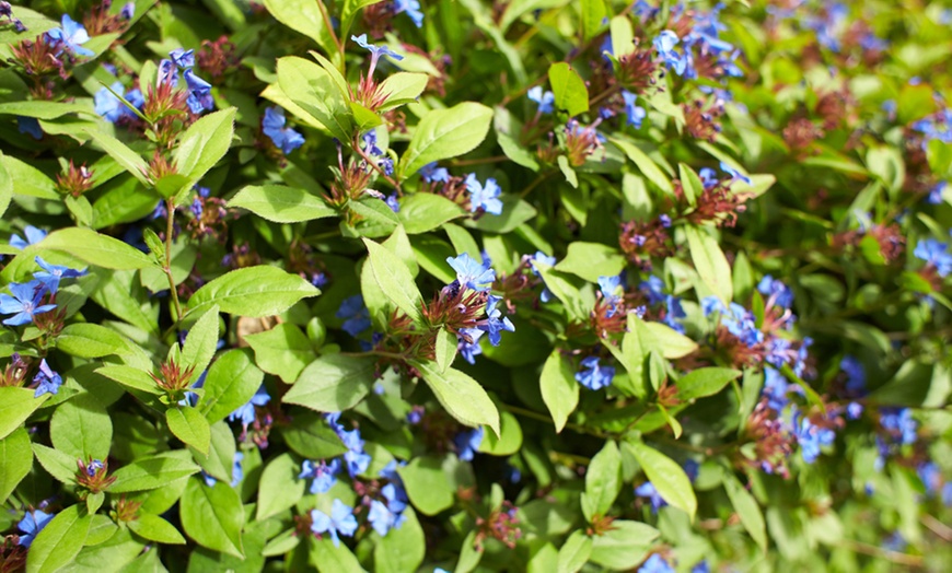 Image 3: Ceratostigma 'Forest Blue' - 1, 2 or 3 Potted Plants