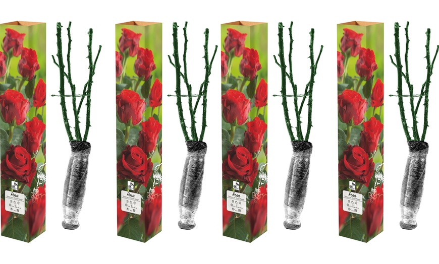 Image 3: Lot de 4 roses à grandes fleurs de la marque 
