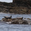 Image 7: Seal-Dolphin Spotting & Godrevy Lighthouse Trip-Upto 4 Adults & 2 Kids