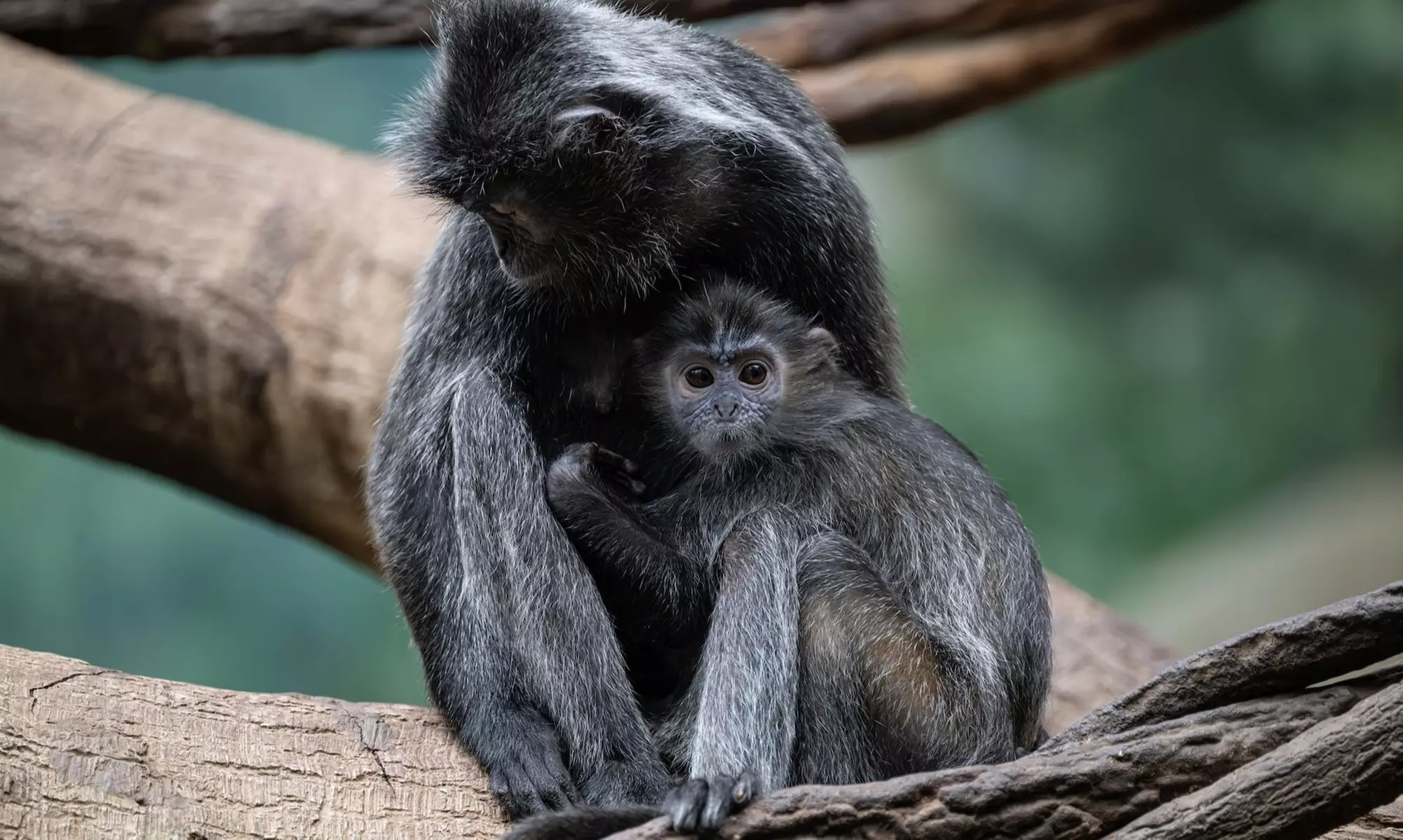 Admission for One Child or Adult to Bronx Zoo