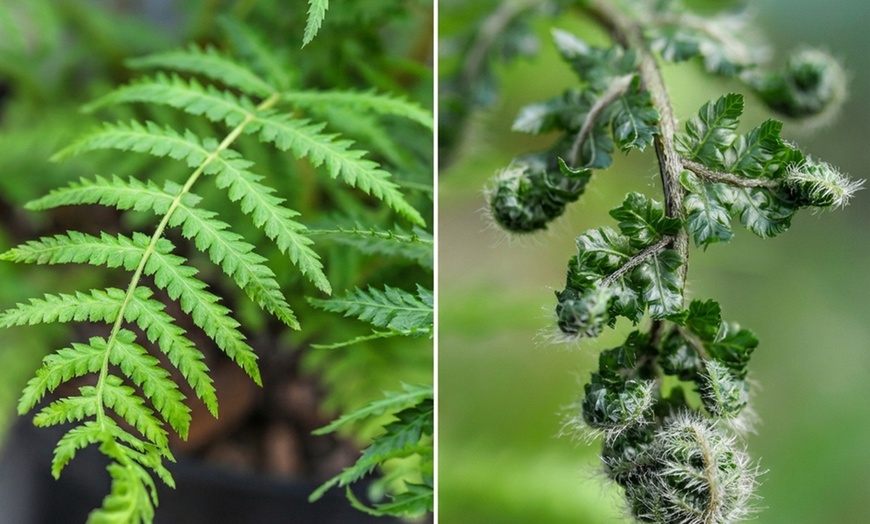 Image 3: Hardy Australian Dicksonia Antarctica Tree Fern