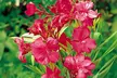 Nerium Oleander - Pink, Red or White - Potted Plants - Image 5