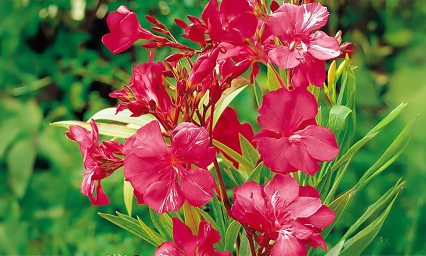 Image 5: Nerium Oleander - Pink, Red or White - Potted Plants