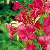 Image 5: Nerium Oleander - Pink, Red or White - Potted Plants