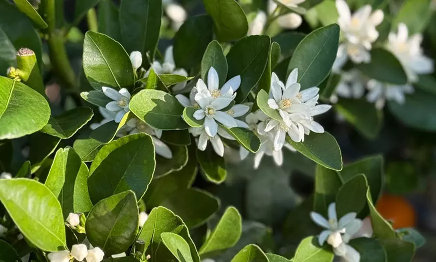 Image 7: Citrus 'Lemon' Tree