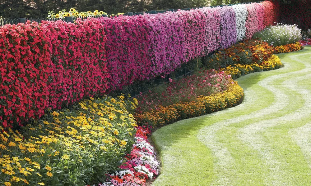 Summer Bedding Plant Collection - 24 or 48 Plants - Primary Image