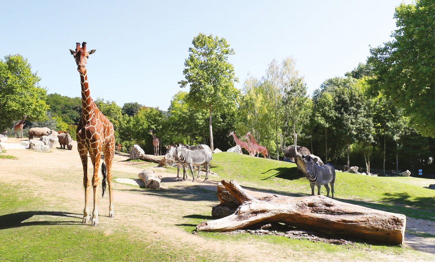 Image 5: Entrée 1 ou 2 jours au ZooParc de Beauval