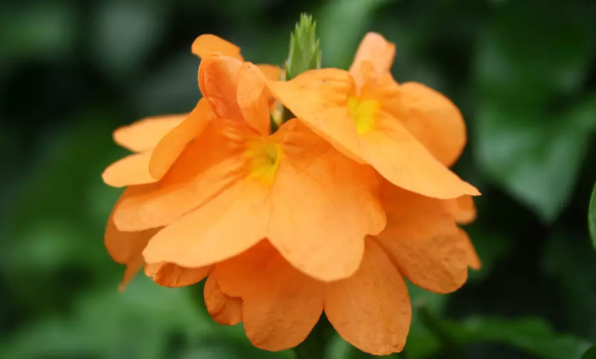 Image 3: Set van 2 Crossandra Fortuna planten