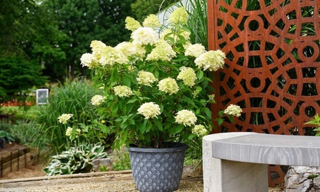 Groupon Unisex White Hydrangea Paniculata Skyfall - 9Cm Potted Plants: One