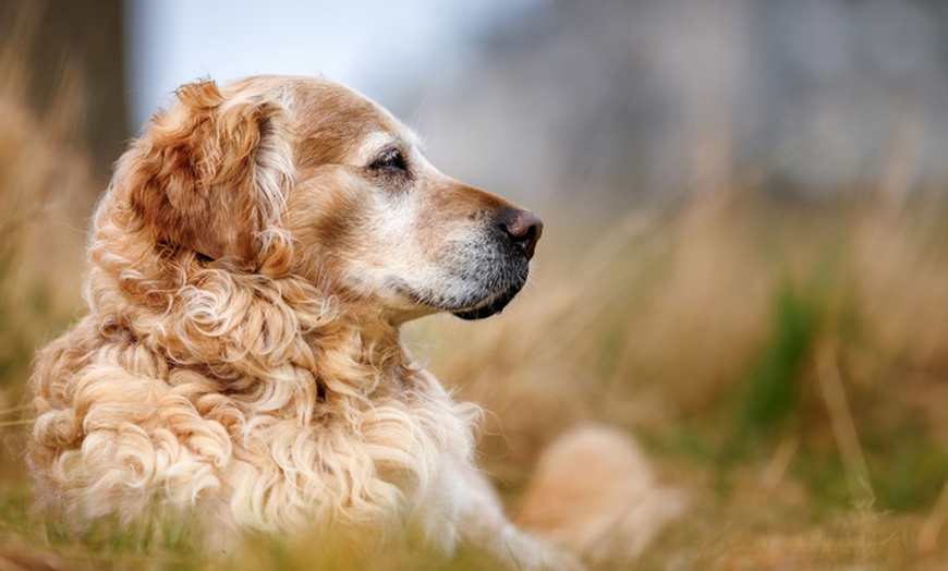 Image 11: Mini Doggy, Family, Full Doggy, or Full Family Photoshoot and More