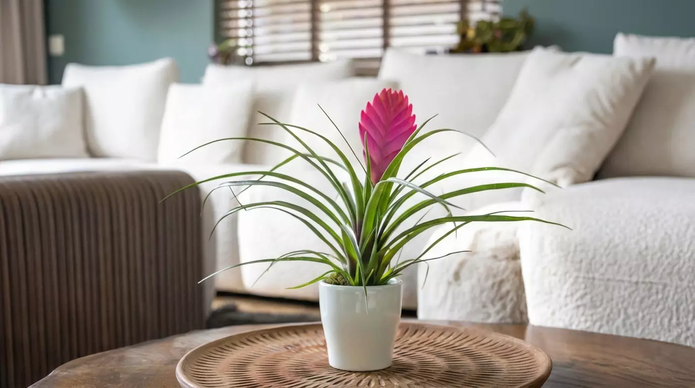 Set de 3 plantas de Tillandsia Cyanea Pastel